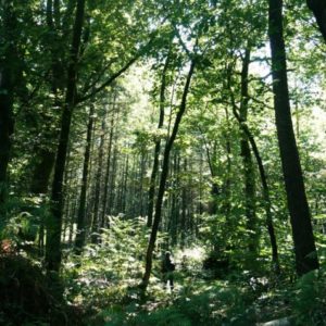 Sortie les vertus de la forêt – Forêt du Morbihan – Trédion